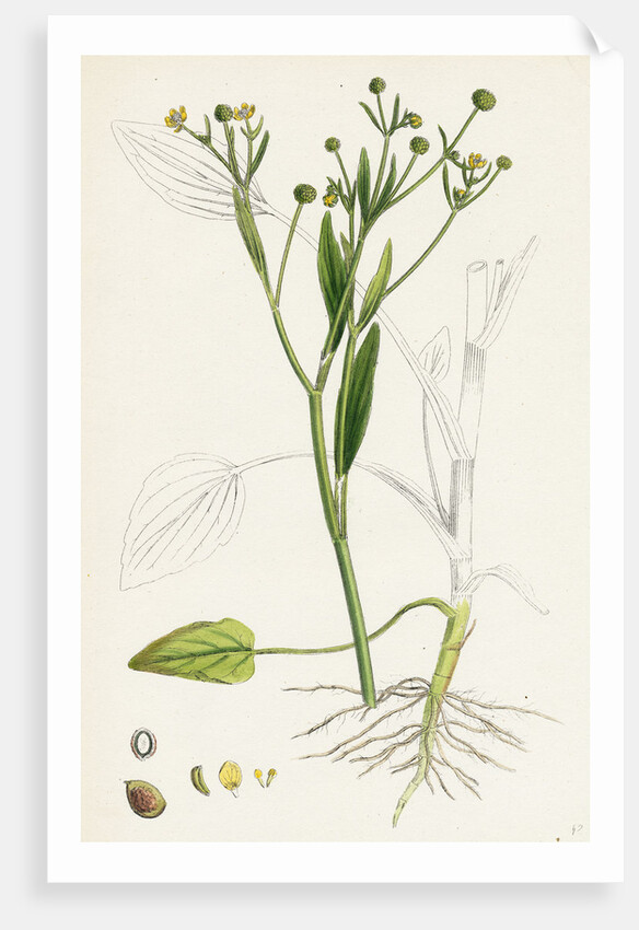 Ranunculus Ophioglossifolius Adder's Tongue-Leaved Crowfoot by Anonymous