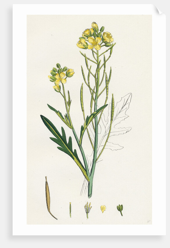 Brassica Tenuifolia Wall Rocket by Anonymous