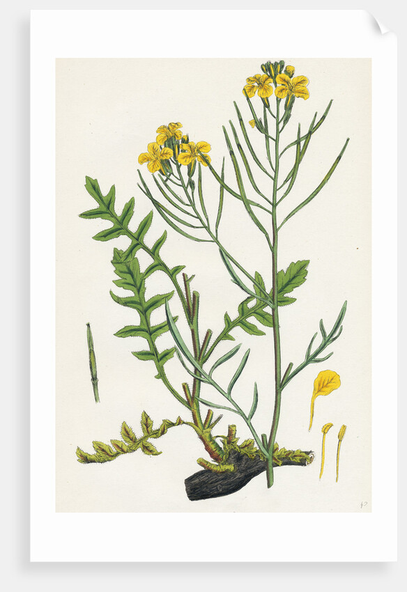 Brassica Cheiranthus Tall Wallflower-Cabbage by Anonymous