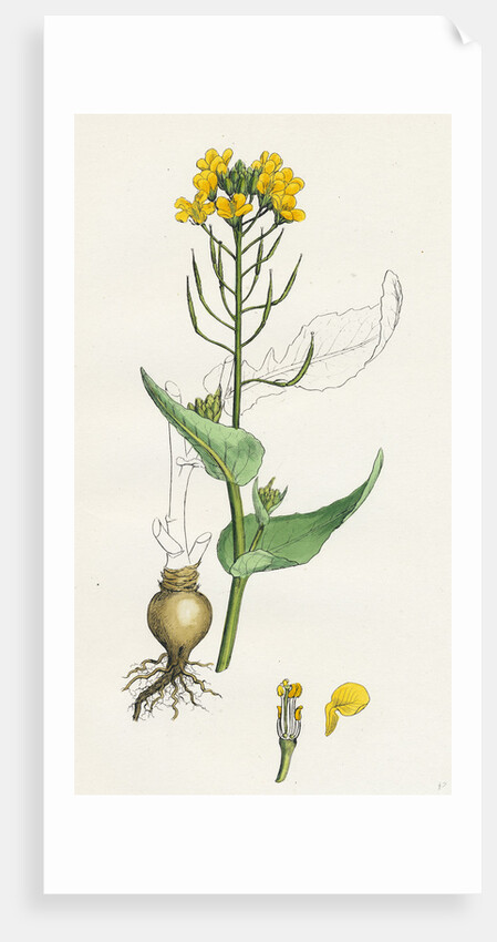 Brassica Rapa Common Turnip by Anonymous