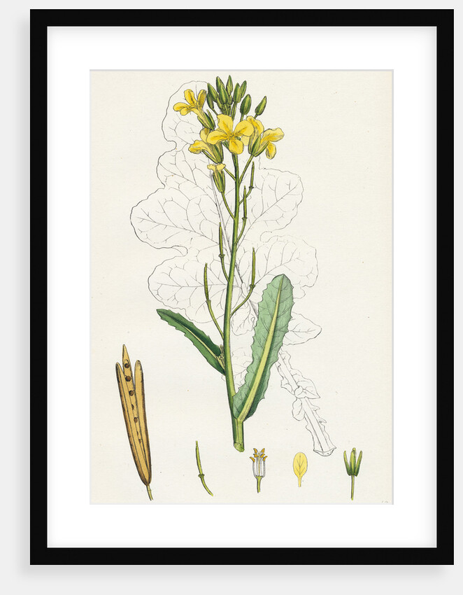 Brassica Oleracea Sea Cabbage by Anonymous