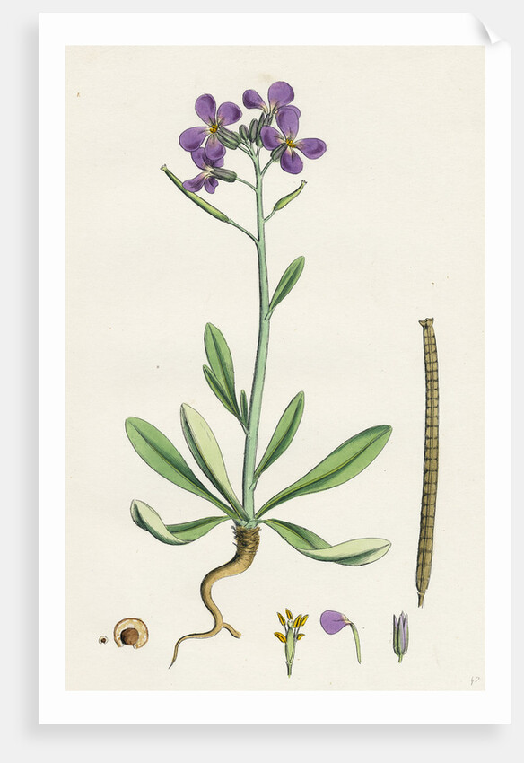 Matthiola Incana Hoary Shrubby Stock by Anonymous