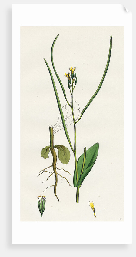 Erysimum Orientale Hare's-Ear Cabbage by Anonymous