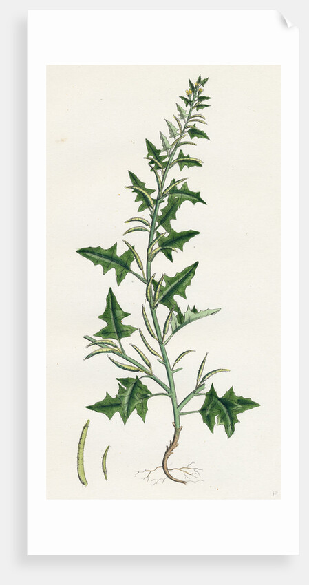 Sisymbrium Polyceratium Prostate Hedge-Mustard by Anonymous