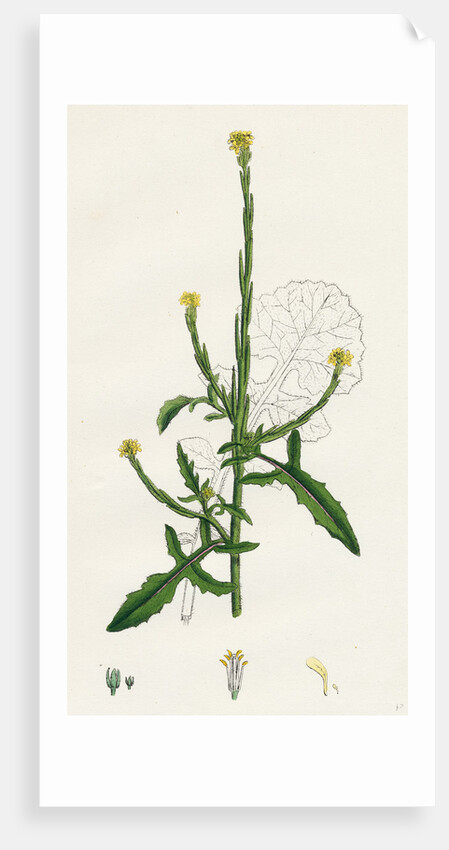 Sisymbrium Officinale Common Hedge-Mustard by Anonymous