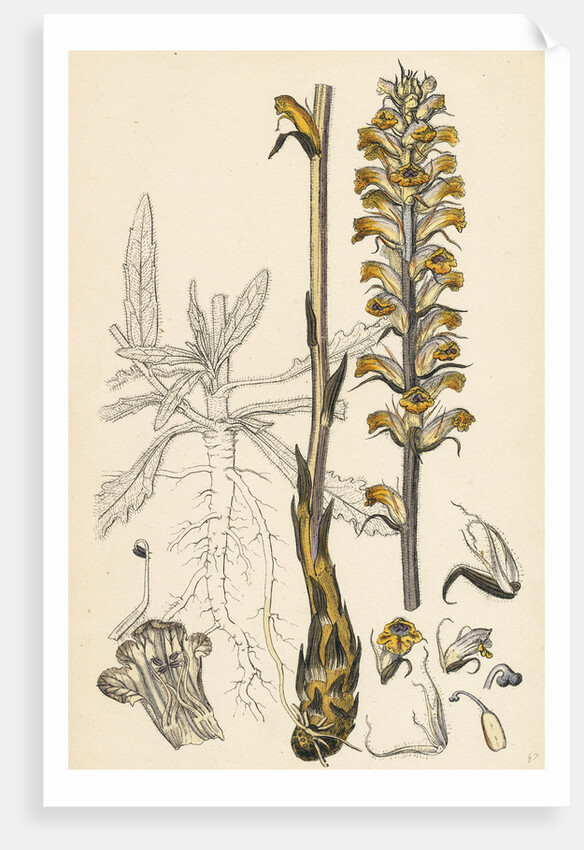 Orobanche Picridis Picris Broom-Rape- by Anonymous