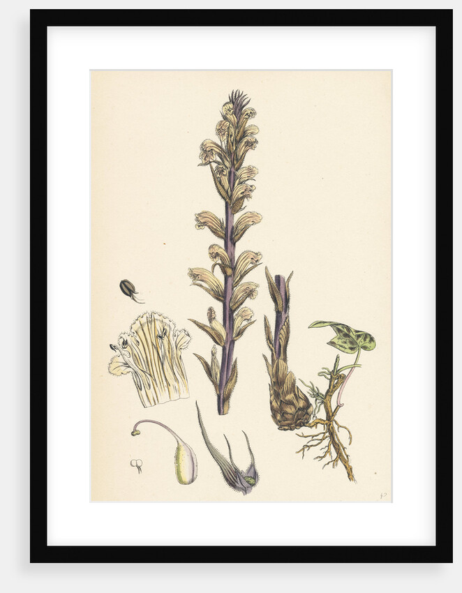 Orobanche Hederae Ivy Broom-Rape- by Anonymous