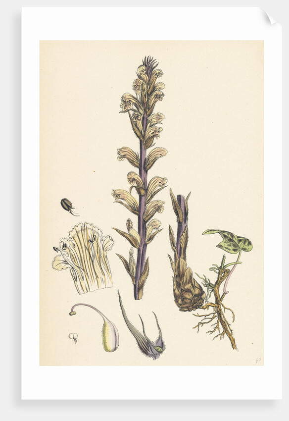 Orobanche Hederae Ivy Broom-Rape- by Anonymous