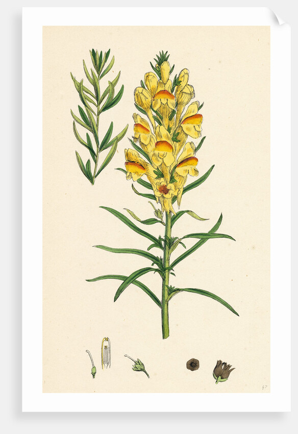Linaria Vulgaris Var. Genuina Yellow Toadflax Var. A. by Anonymous