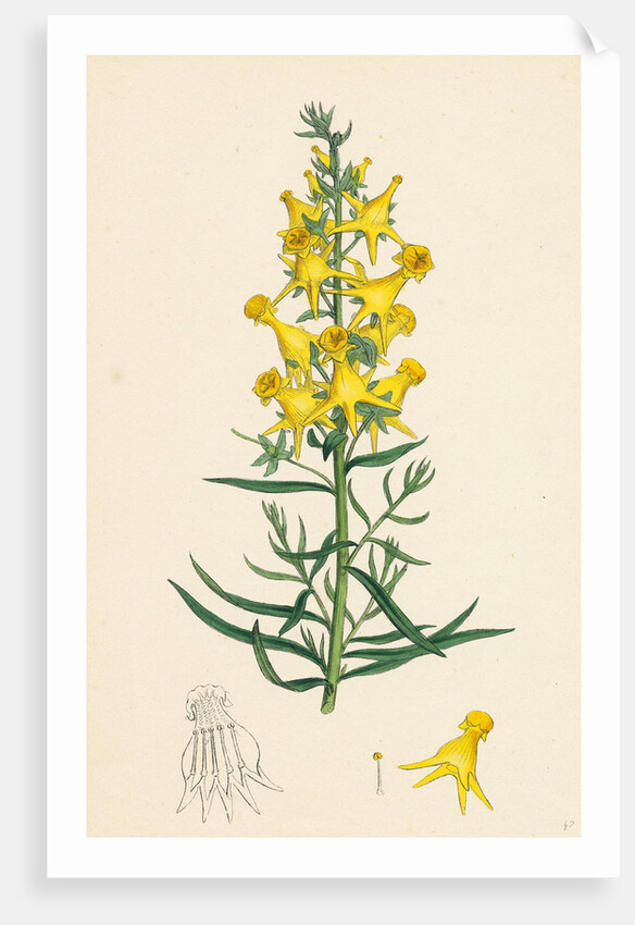 Linaria Vulgaris Peloria Yellow Toadflax Monstrous State by Anonymous