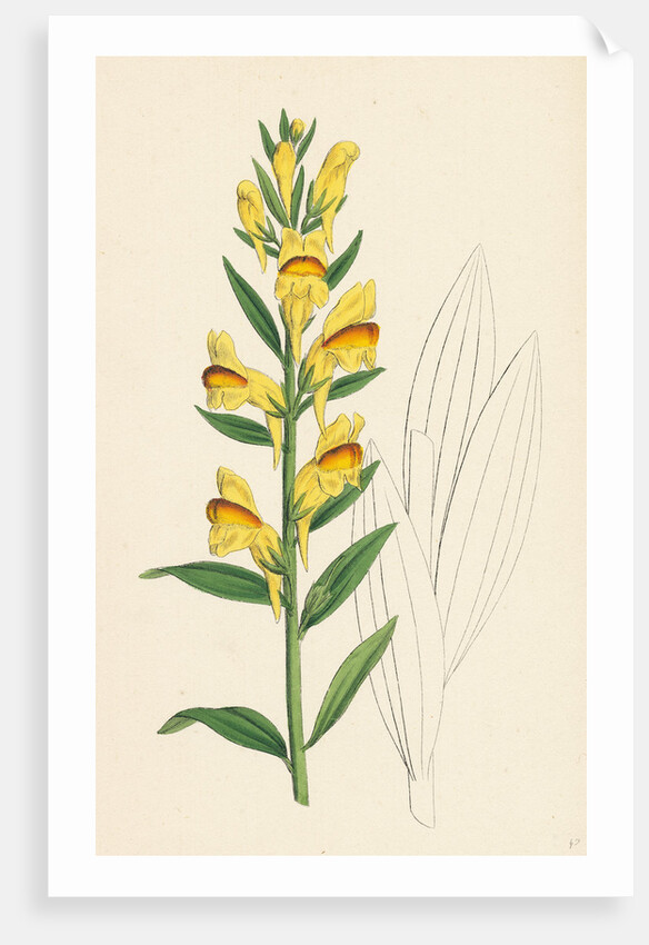Linaria Vulgaris Var. Latifolia Yellow Toadflax Var. B. by Anonymous