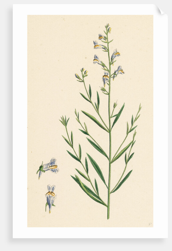 Linaria Vulgari Repens Hybrid Between Yellow and Striped Toadflax by Anonymous