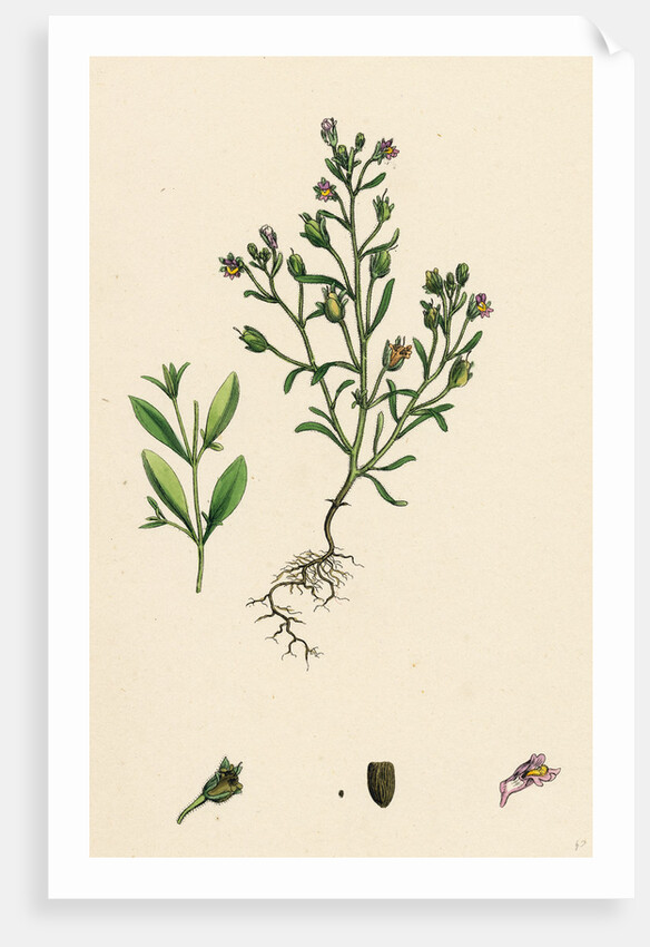 Linaria Minor Lead Toadflax by Anonymous