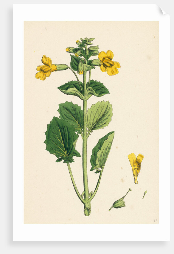 Mimulus Luteus Yellow Monkey-Flower by Anonymous