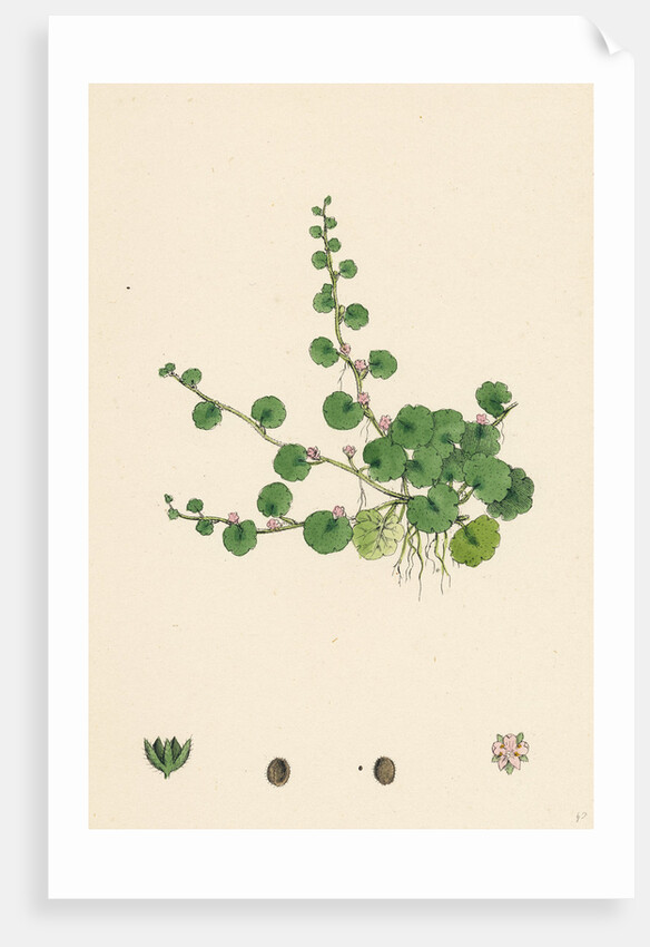 Sibthorpia Europaea Cornish Moneywort by Anonymous