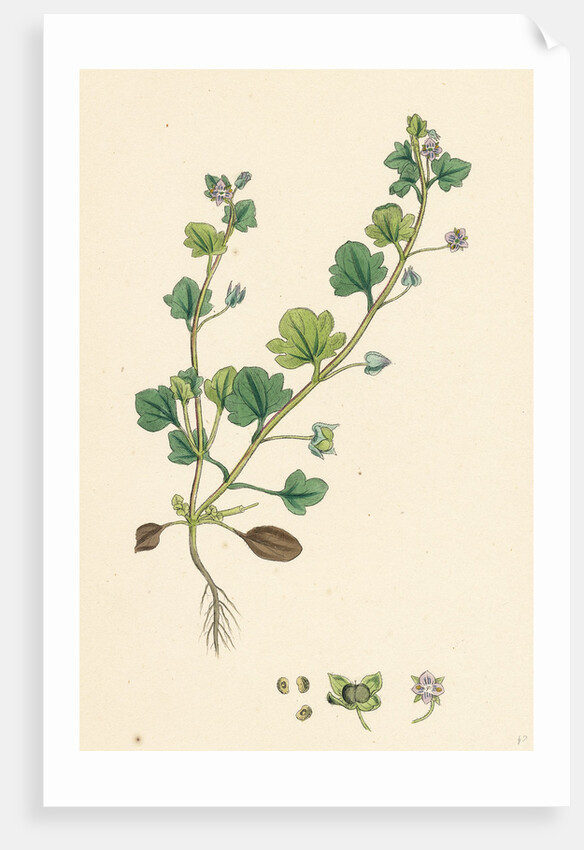 Veronica Hederifolia Ivy-Leaved Speedwell by Anonymous