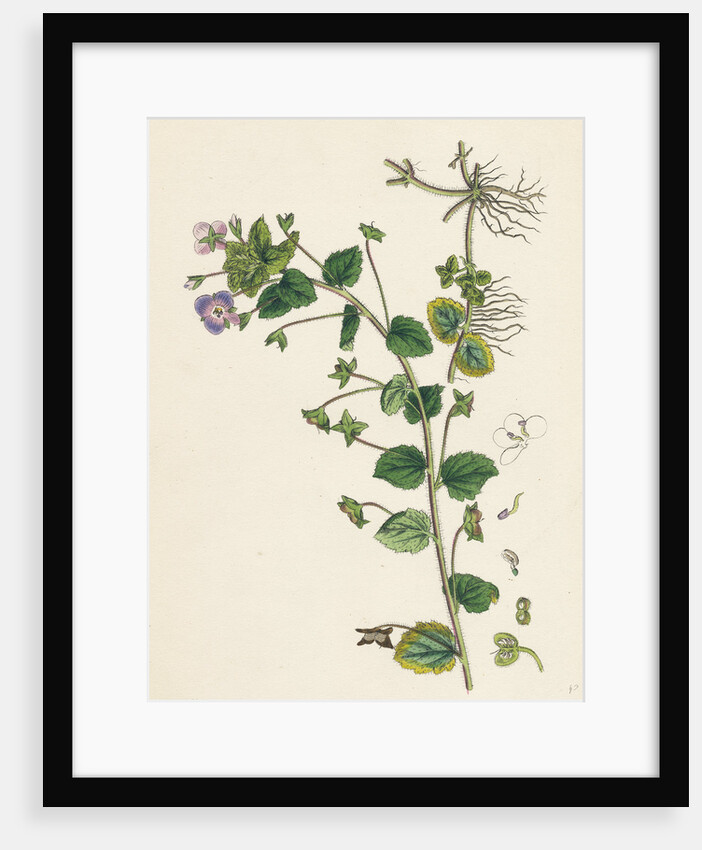 Veronica Buxbaumii Buxbaum's Speedwell by Anonymous