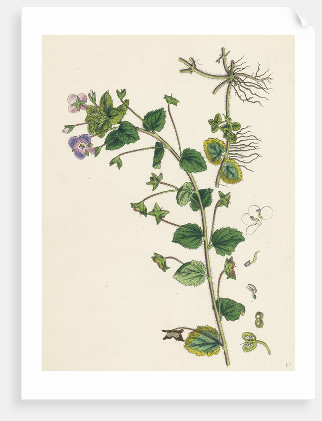 Veronica Buxbaumii Buxbaum's Speedwell by Anonymous