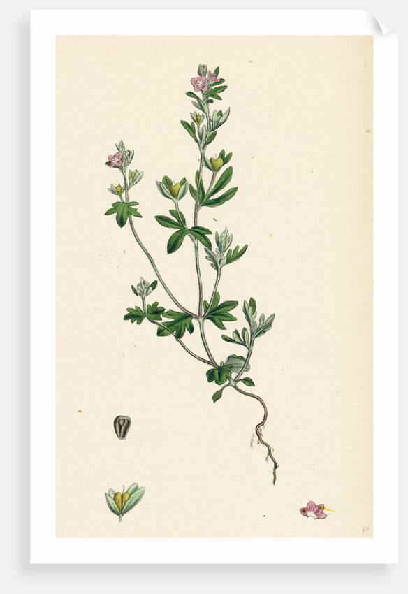 Veronica Triphyllos Trifid Speedwell by Anonymous