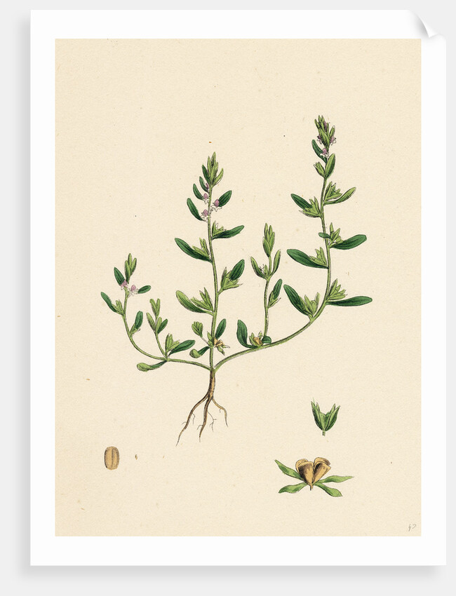 Veronica Peregrina Annual Smooth Speedwell by Anonymous