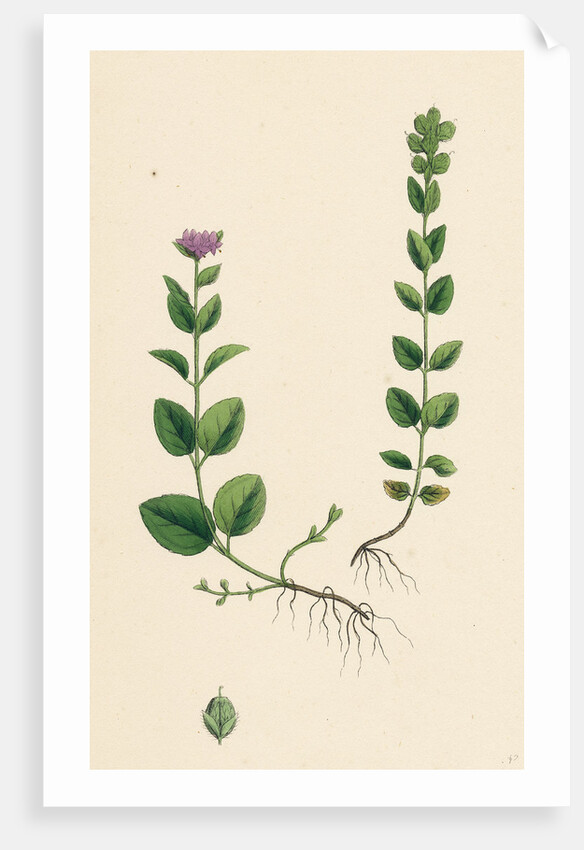 Veronica Alpina Erect Alpine Speedwell by Anonymous