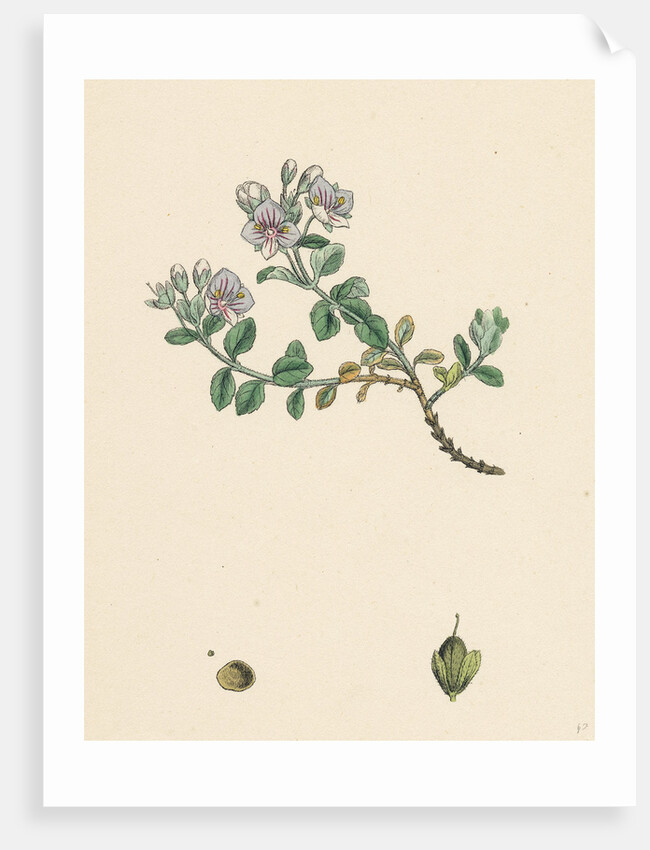 Veronica Saxatilis Blue Rock Speedwell by Anonymous