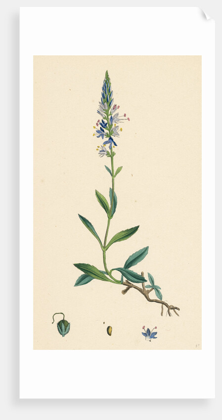 Veronica Spicata Var. Genuina Spiked Speedwell Var. A. by Anonymous