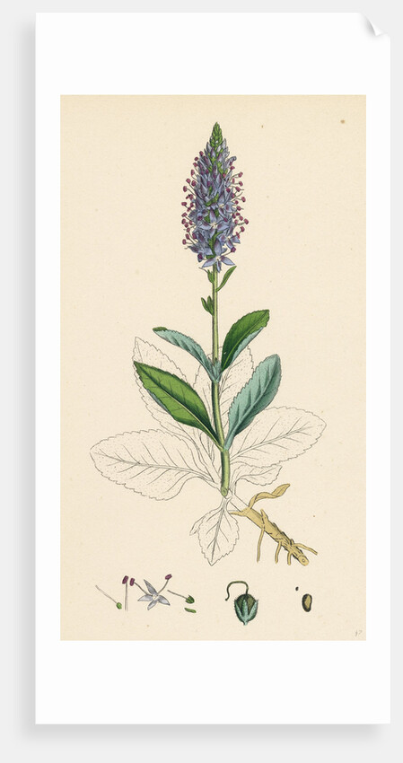 Veronica Spicata Var. Hybrida Spiked Speedwell Var. B. by Anonymous