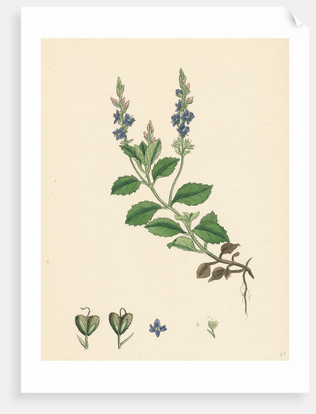 Veronica Officinalis Var. Genuina Common Speedwell Var. A. by Anonymous