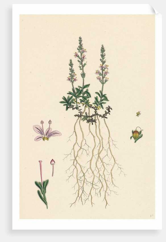 Veronica Officinalis Var. Hirsuta Common Speedwell Var. B. by Anonymous