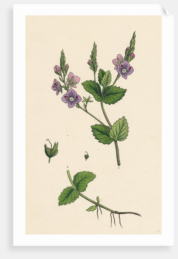 Veronica Chamaedrys Germander Speedwell by Anonymous