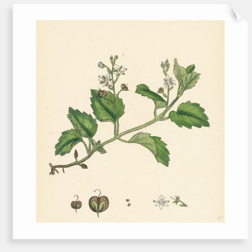 Veronica Montana Mountain Speedwell by Anonymous