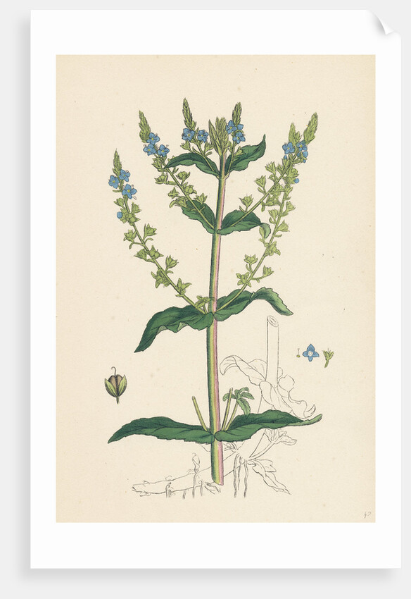 Veronica Anagallis Water Speedwell by Anonymous