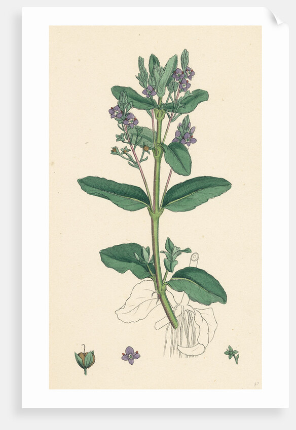 Veronica Beccabunga Brooklime by Anonymous