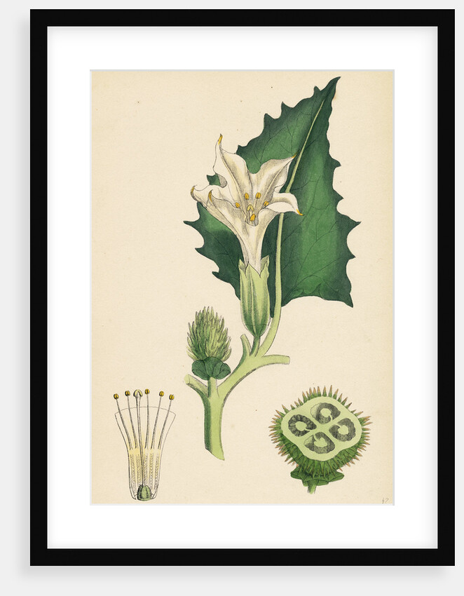 Datura Stramonium Common Thorn-Apple by Anonymous