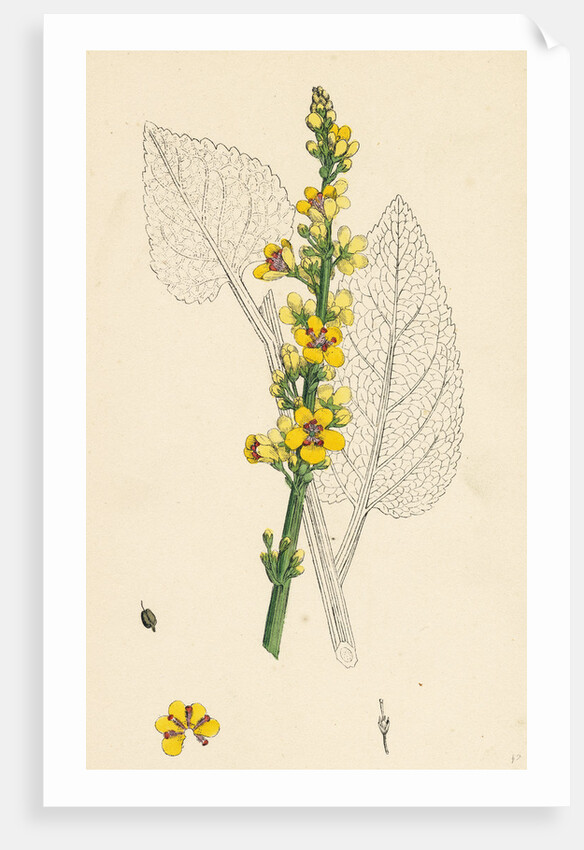 Verbascum Nigrum Dark Mullein by Anonymous