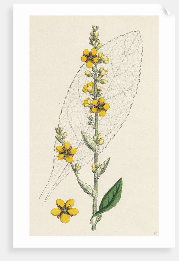 Verbascum Thapso-Nigrum Hybrid Between Great and Dark Mulleins by Anonymous