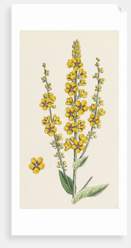 Verbascum Nigro-Lychnitis Hybrid Between Dark and White Mulleins by Anonymous