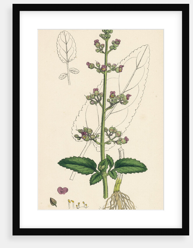 Scrophularia Aquatica Common Water Betony by Anonymous