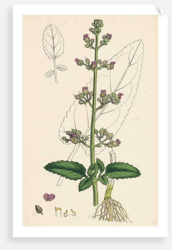 Scrophularia Aquatica Common Water Betony by Anonymous