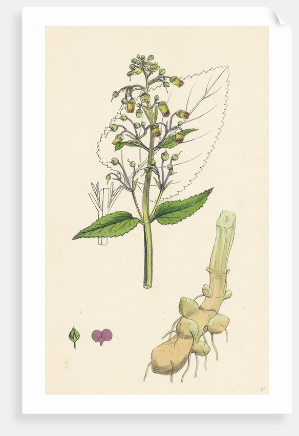 Scrophularia Nodosa Knotty-Rooted Figwort by Anonymous