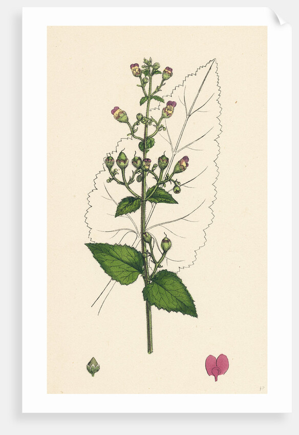 Scrophularia Scorodonia Balm-Leaved Figwort by Anonymous