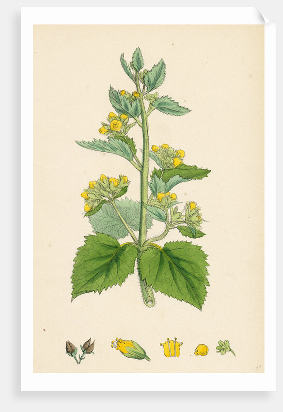 Scrophularia Vernalis Yellow Figwort by Anonymous