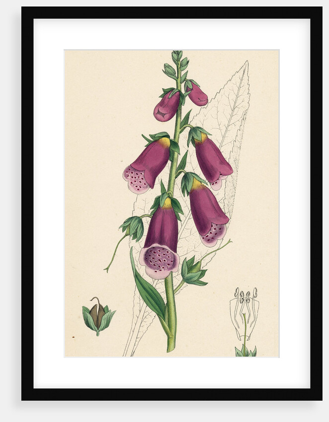 Digitalis Purpurea Purple Foxglove by Anonymous
