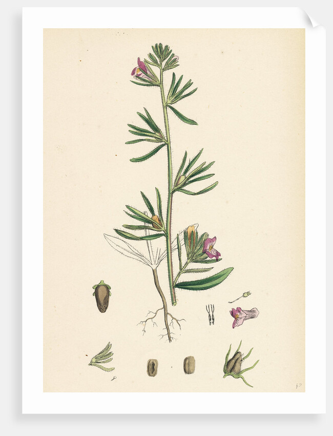 Antirrhinum Orontium Corn Snapdragon by Anonymous