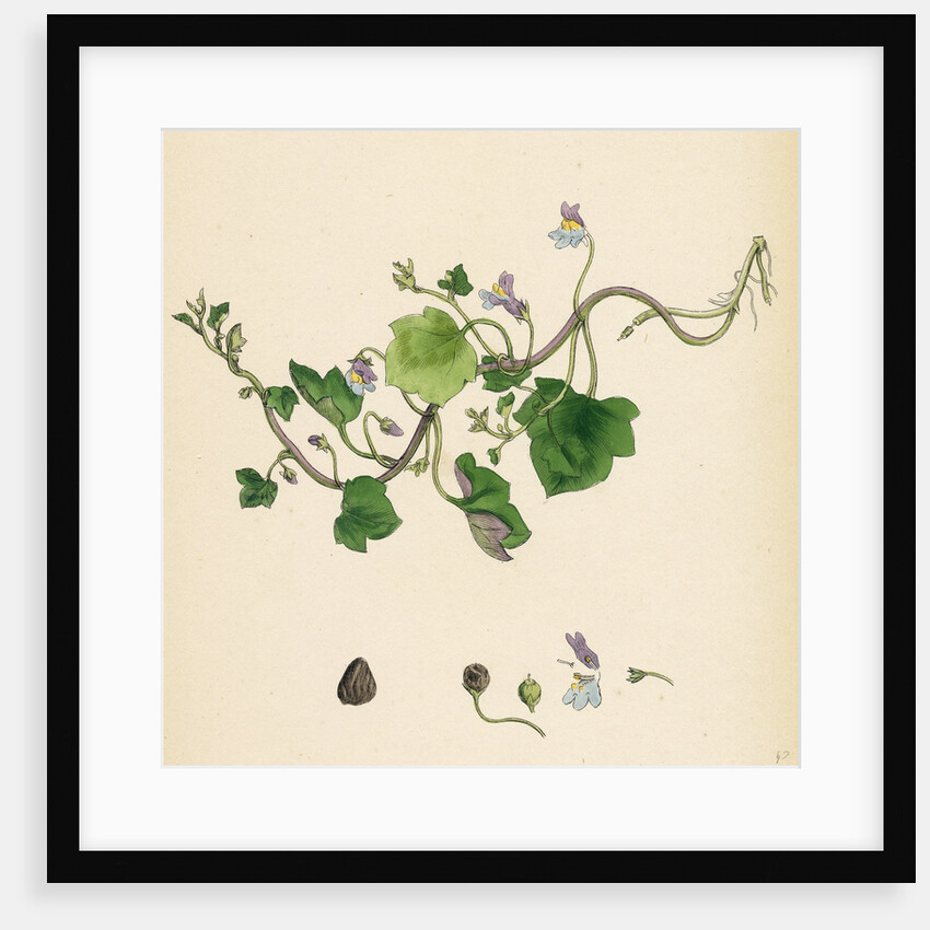 Linaria Cymbalaria Ivy-Leaved Toadflax by Anonymous