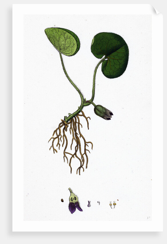 Asarum Europaeum Asarabacca by Anonymous