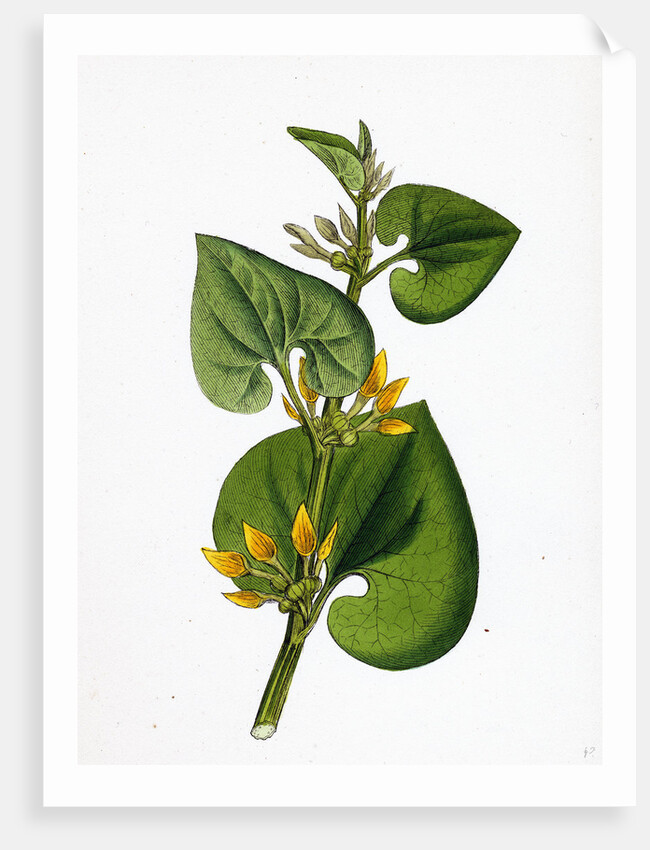 Aristolochia Clematitis Common Birthwort by Anonymous