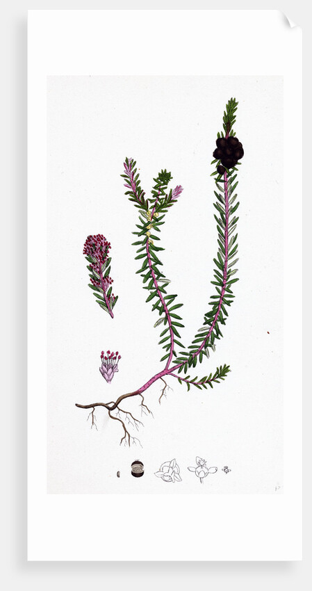 Empetrum Nigrum Crow-Berry by Anonymous