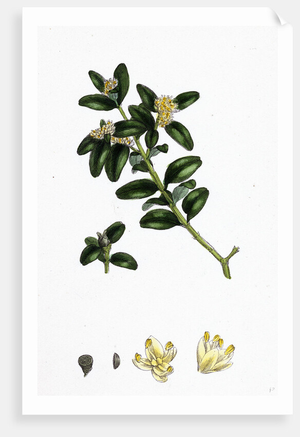 Buxus Sempervirens Common Box by Anonymous